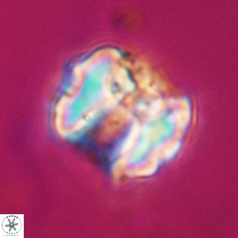Perchnielsenella stradneri VR 22577