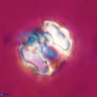 Perchnielsenella stradneri VR 22578
