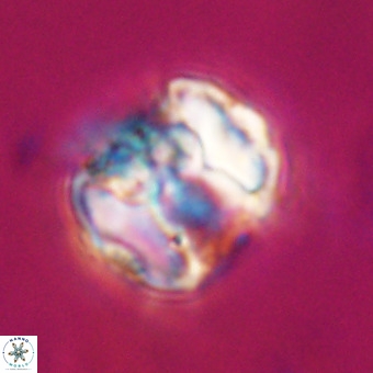 Perchnielsenella stradneri VR 22578