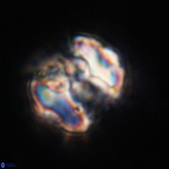 Perchnielsenella stradneri VR 22579