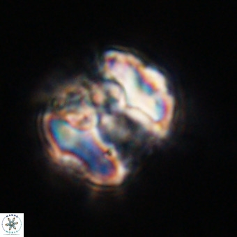 Perchnielsenella stradneri VR 22579