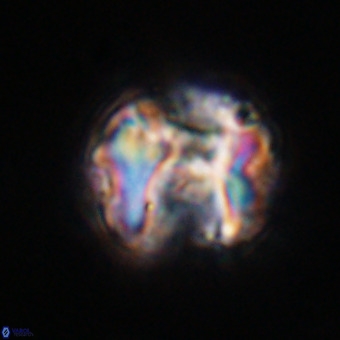 Perchnielsenella stradneri VR 22580