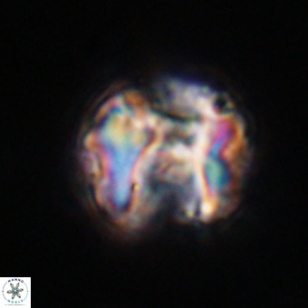 Perchnielsenella stradneri VR 22580