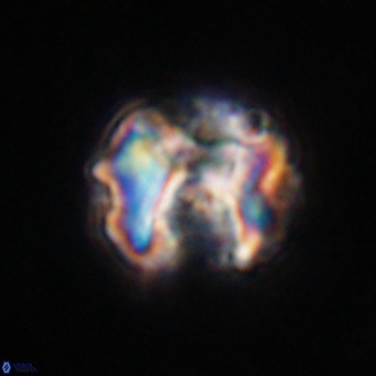Perchnielsenella stradneri VR 22581