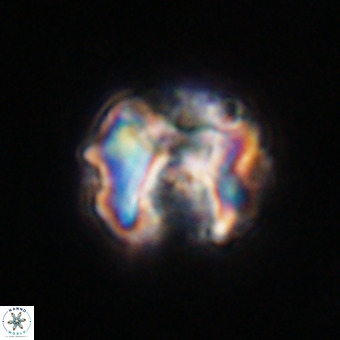 Perchnielsenella stradneri VR 22581