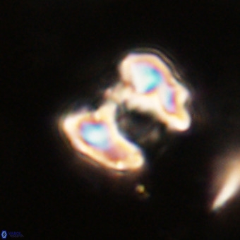 Perchnielsenella stradneri VR 22582