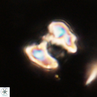 Perchnielsenella stradneri VR 22582