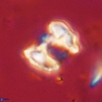 Perchnielsenella stradneri VR 22584