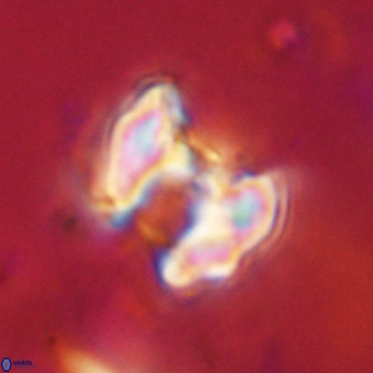 Perchnielsenella stradneri VR 22585