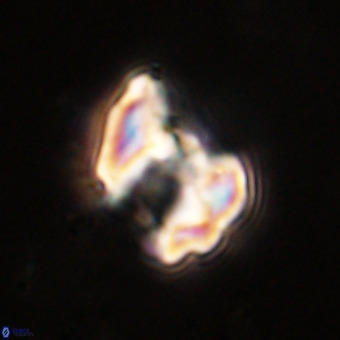 Perchnielsenella stradneri VR 22586