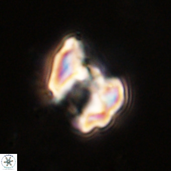 Perchnielsenella stradneri VR 22586