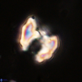 Perchnielsenella stradneri VR 22587