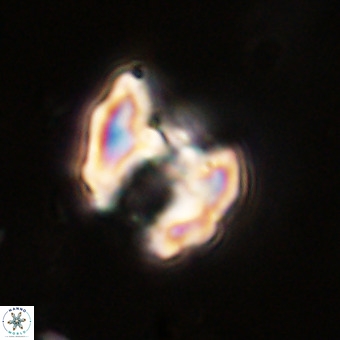 Perchnielsenella stradneri VR 22587