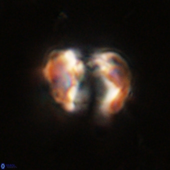 Perchnielsenella stradneri VR 22588