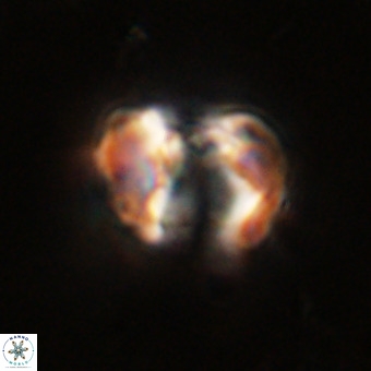 Perchnielsenella stradneri VR 22588