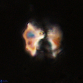 Perchnielsenella stradneri VR 22589