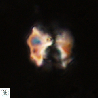 Perchnielsenella stradneri VR 22589