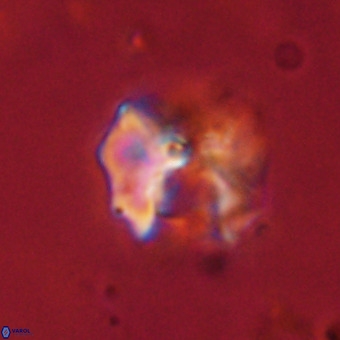 Perchnielsenella stradneri VR 22590