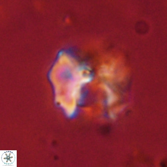 Perchnielsenella stradneri VR 22590