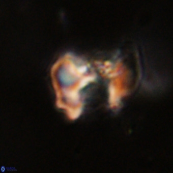 Perchnielsenella stradneri VR 22592