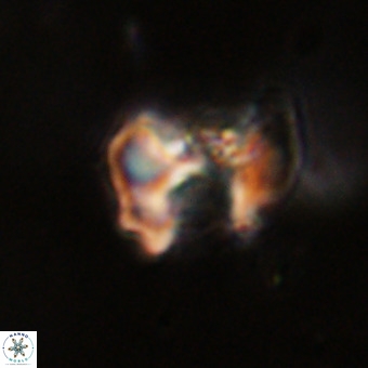 Perchnielsenella stradneri VR 22592