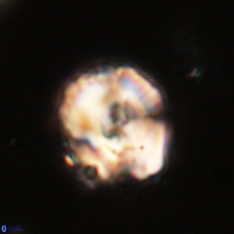 Perchnielsenella stradneri VR 22593