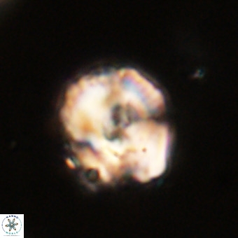 Perchnielsenella stradneri VR 22593