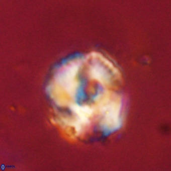 Perchnielsenella stradneri VR 22594