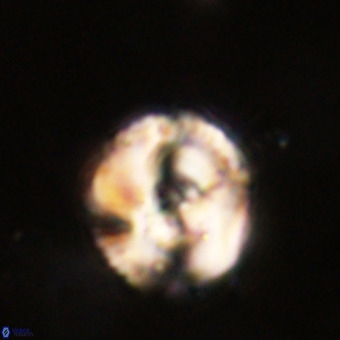 Perchnielsenella stradneri VR 22596