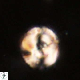 Perchnielsenella stradneri VR 22596