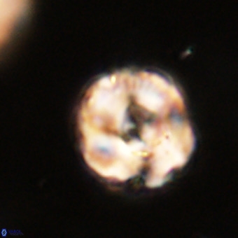 Perchnielsenella stradneri VR 22598