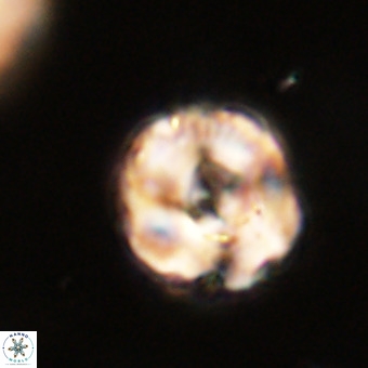 Perchnielsenella stradneri VR 22598