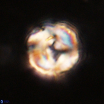 Perchnielsenella stradneri VR 22599