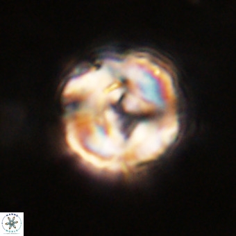 Perchnielsenella stradneri VR 22599