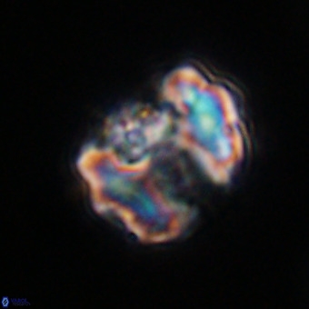 Perchnielsenella stradneri VR 22519