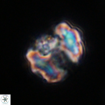 Perchnielsenella stradneri VR 22519