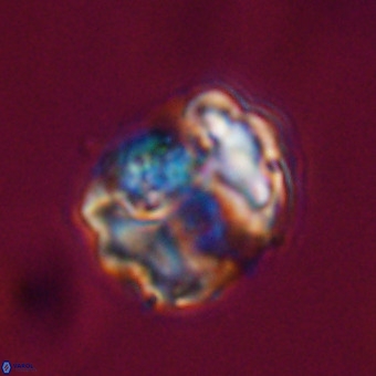 Perchnielsenella stradneri VR 22520