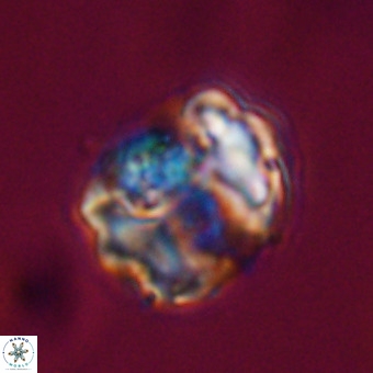 Perchnielsenella stradneri VR 22520