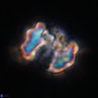 Perchnielsenella stradneri VR 22522