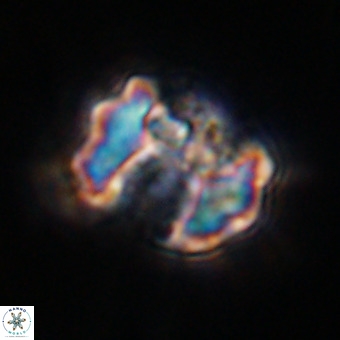 Perchnielsenella stradneri VR 22522