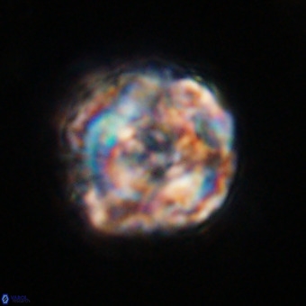 Perchnielsenella stradneri VR 22523