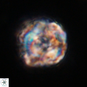 Perchnielsenella stradneri VR 22523
