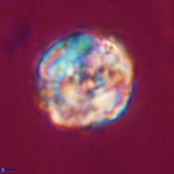 Perchnielsenella stradneri VR 22524