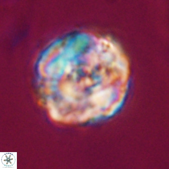 Perchnielsenella stradneri VR 22524
