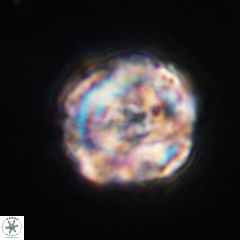 Perchnielsenella stradneri VR 22525