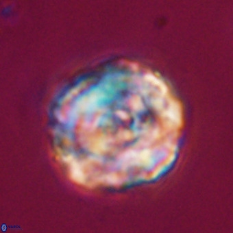 Perchnielsenella stradneri VR 22526