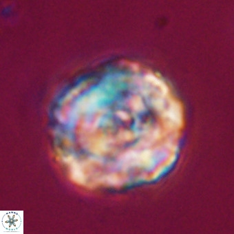 Perchnielsenella stradneri VR 22526