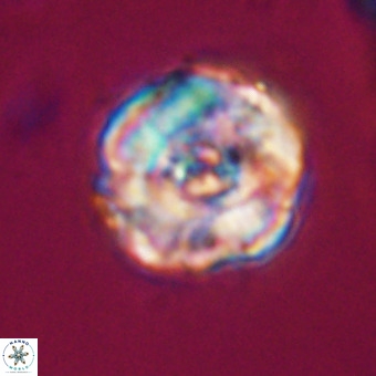 Perchnielsenella stradneri VR 22527