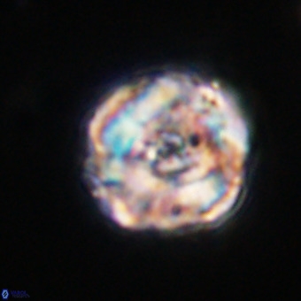 Perchnielsenella stradneri VR 22528