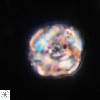 Perchnielsenella stradneri VR 22528